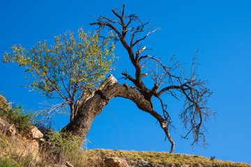 detail of an almond tree
