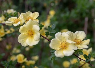 beautiful yellow rose symbolising friendship joy and gladness a sign of remembrance or affection