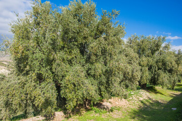 Fototapeta na wymiar olive tree in the field