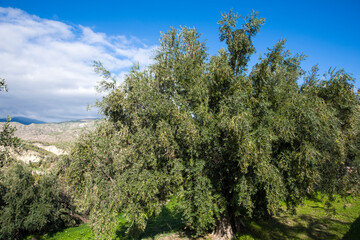 olive tree in the field