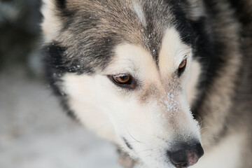 Obraz premium Alaskan malamute in winter forest. close up portrait. 