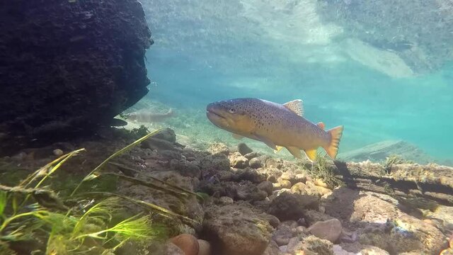 Brown Trout Feeding Underwater in a Clear Cold Trout Stream in Montana