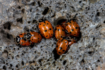 Convergent Ladybug (Hippodamia convergens) Emerging in Spring from Hibernation