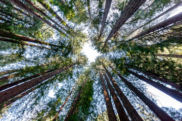 Redwood trees looking up in Muir Woods National Monument in Marin County, California, USA.