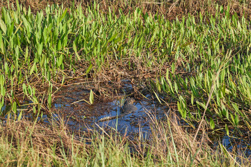 cayman, Caimaninae, lying in the water of the pantanal swamp, surrounded by water plant, Brazil, South America