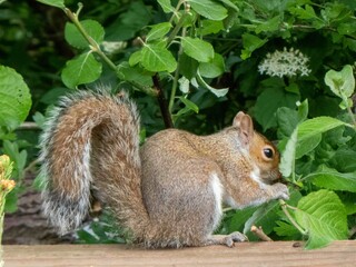 cute squirrel searching for food in the hedge