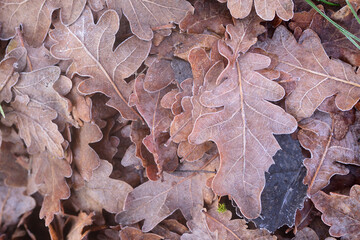 Background and texture of oak leaves lying on the ground in winter and covered with frost