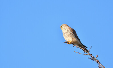 turmfalke