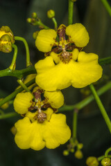 Flower of Oncidium ampliatum Orchid