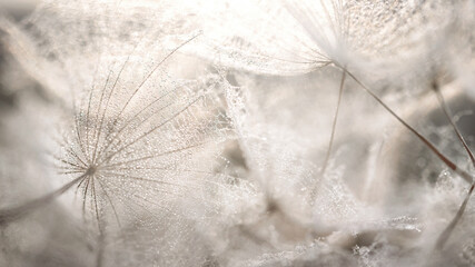 Beautiful dew drops on a dandelion seed macro. Beautiful soft grey background. Water drops on a...