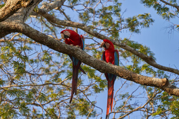 Beautiful scarlet macaw, Ara macao, a large red, yellow, and blue parrot in Central and South American, sitting high in a tree, Bolivia, South America