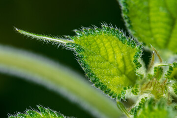 Developing Leaf of a Ramie (Boehmeria nivea) Plant
