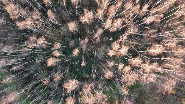 Schwankende Birken im Licht der untergehenden Sonne, Luftaufnahme im Dezember