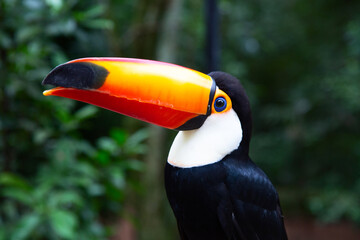 Fototapeta premium Colorful tucan