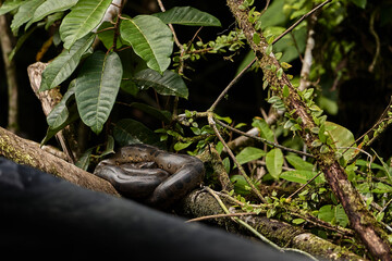 The green anaconda, Eunectes murinus, also giant or common anaconda, common water boa, is found in South America and the heaviest snake species, it is a non-venomous constrictor