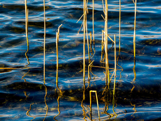 Nature sketch: yellow dry plants in transparent blue water of lake