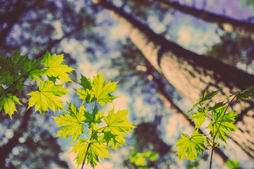 young maple leaves illuminated by the sun in the forest, spring landscape