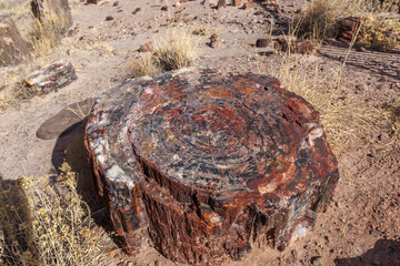 Petrified Logs in Petrified Forest National Park, Arizona, US. Petrified Forest National Park is known for the fossils of fallen trees lived about 225 million years ago.