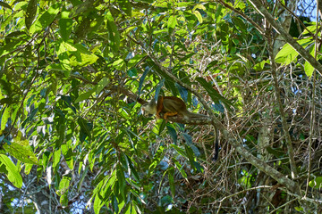 cute little squirrel monkey, a new World monkey of the genus Saimiri, sitting in the tropical rain forest of the cuyabeno national park, Ecuador, South America