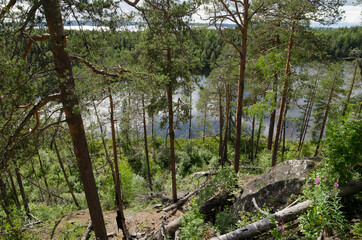 Forest on the shore of the northern lake