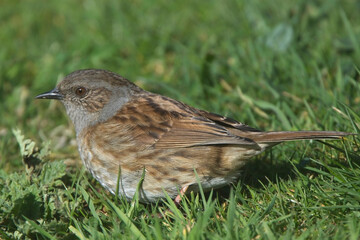 Dunnock (Prunella modularis) in the grass, Cornwall, England, UK.