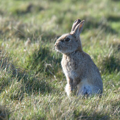 A young European Rabbit (Oryctolagus cuniculus), sitting upright in the grass, Cornwall, England, UK.