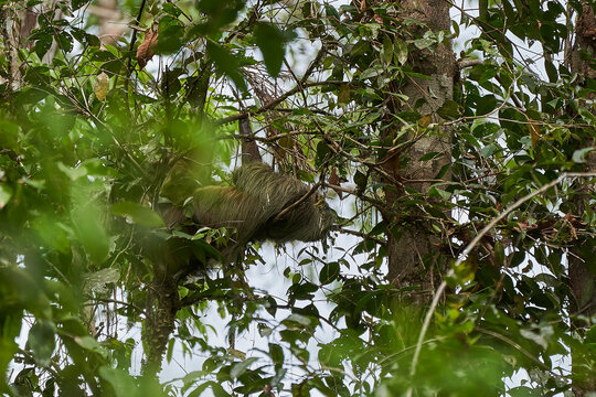 Linnaeuss Two Toed Sloth, Choloepus Didactylus, Also Southern Two Toed Sloth, Or Linnes Two Toed Sloth Is A Species Of Sloth From South America, Hanging High In The Canopy Of The Tropical Rain Forest