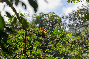 Red Bromelia, type genus of plant family Bromeliaceae, subfamily Bromelioideae, growing on a tropical tree in the rainforest