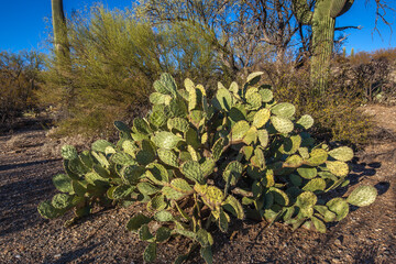 Close up of the engelmann prickly pear cactus (Opuntia engelmannii) in Saguaro National Park, ...