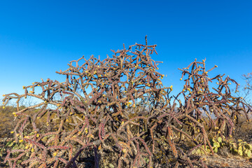 Close up of the buckhorn cholla (Cylindropuntia acanthocarpa) in Saguaro National Park in Tucson,...