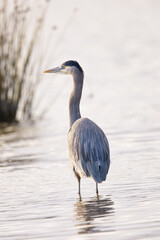 close view of a great blue heron, seen in the wild in North California