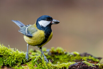 Obraz premium Great Tit (Parus major) sitting on a mossy log and with a sunflower seed in its beak on a uniform background