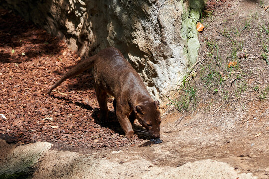 beautiful portrait of a fossa sniffing excrement in a zoo in valencia spain