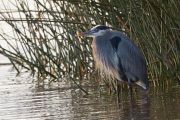 close view of a great blue heron, seen in the wild in North California