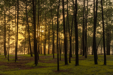 beautiful warm golden sunlight shines through a dense forest in the evening