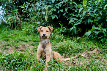 cute, little, adorable puppy sitting on a green meadow and looking friendly and curious