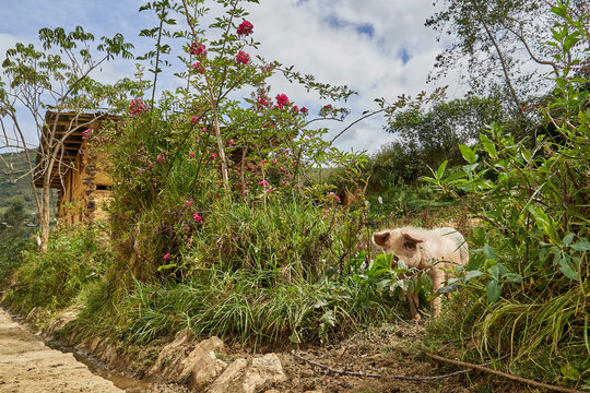 cute and funny little piglet on a rural farm on the way to tombs of revash funerary complex in the andes mountains of Peru