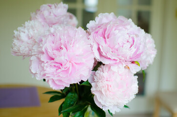 Peony Pink Bouquet. Flowers in vase lit by daylight.