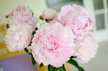 Peony Pink Bouquet. Flowers in vase lit by daylight.