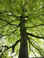 Tree trunk with wide branches.
