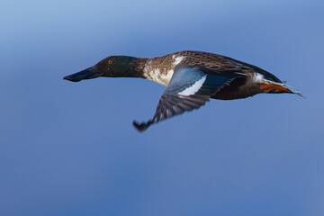 Northern Shoveler in beautiful light, seen in the wild in North California