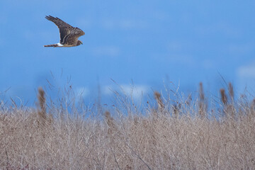 Close view of a female hen harrier gliding while hunting, seen in the wild in North California