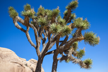 A Joshua Tree in the Joshua Tree National Park, California, USA