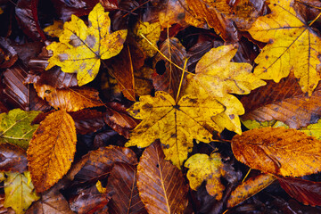 top view dry autumn multicolored leaves, natural horizontal bright wallpaper