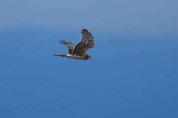 Close view of a female hen harrier gliding while hunting, seen in the wild in North California