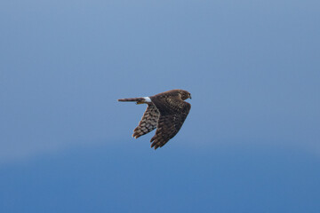 Close view of a female hen harrier gliding while hunting, seen in the wild in North California
