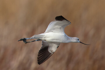 Extreme close-up of an American avocet flying, seen in the wild in a North California marsh 