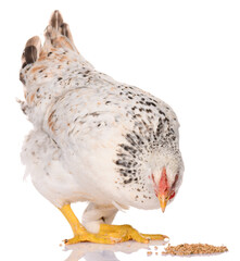 one white chicken pecking grains, isolated on white background, studio shoot