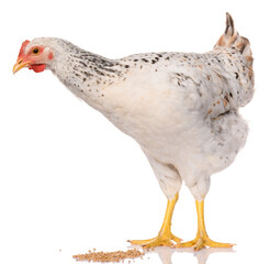 one white chicken isolated on white background, studio shoot