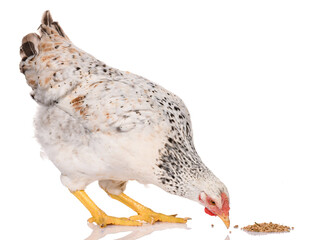 one white chicken pecking grains, isolated on white background, studio shoot
